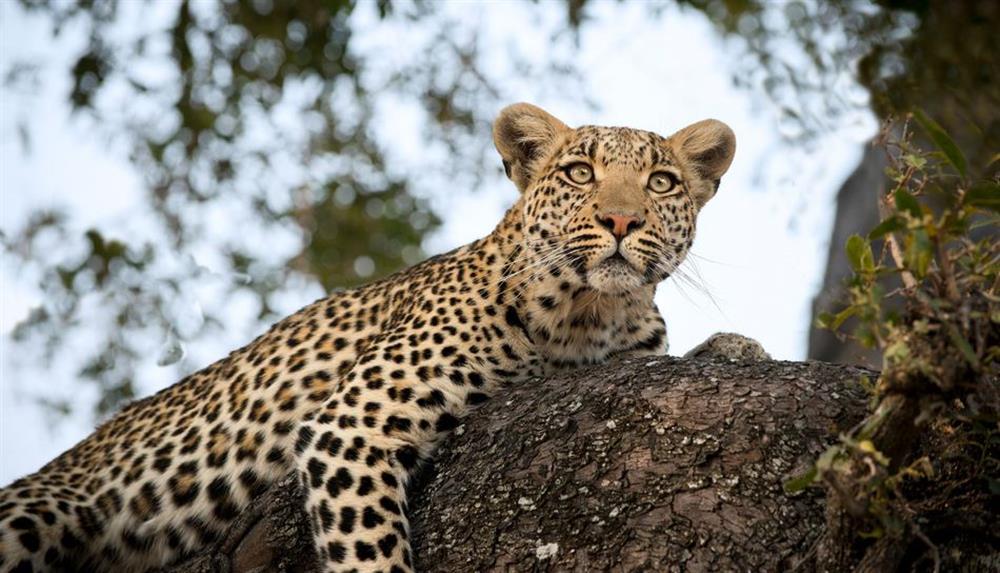 Sandibe Okavango Safari Lodge